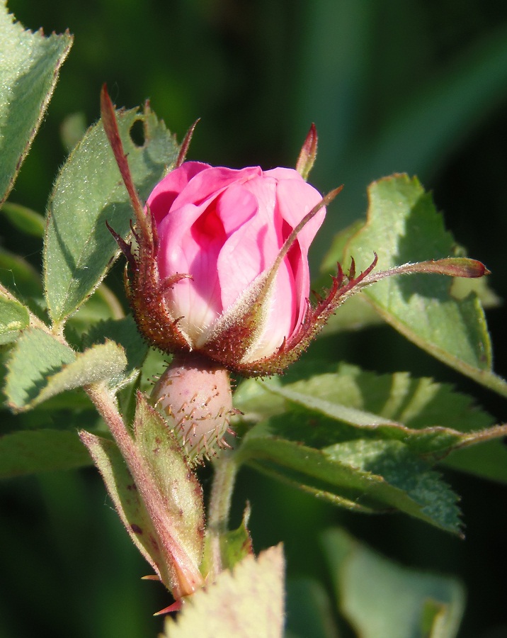 Image of Rosa koso-poljanskii specimen.
