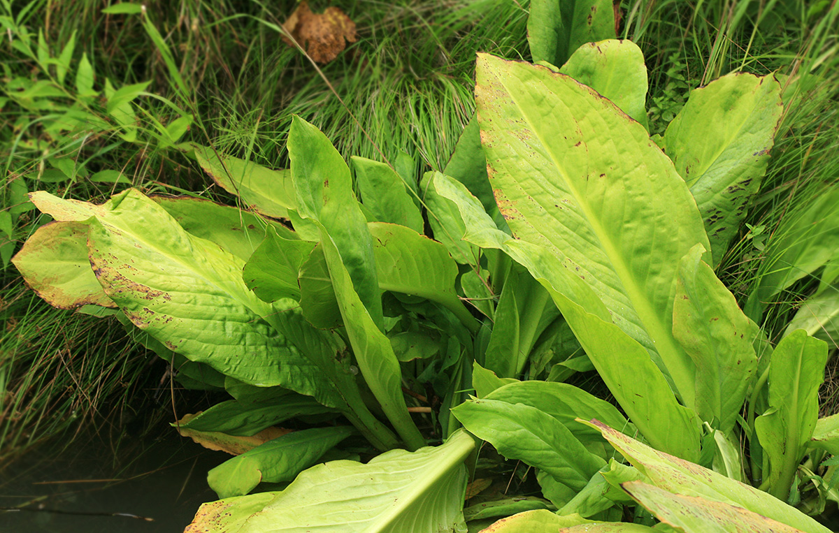 Image of Lysichiton camtschatcensis specimen.