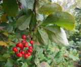 Berberis koreana