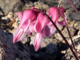 Dicentra peregrina. Соцветие. Магаданская обл., окр. Магадана, пос. Снежная Долина, водораздел в бассейне р. Дукча, горная тундра. 12.06.2009.