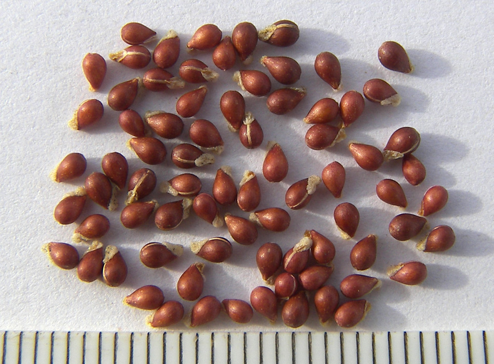 Image of Viola somchetica specimen.