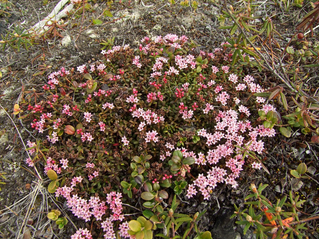 Image of Loiseleuria procumbens specimen.