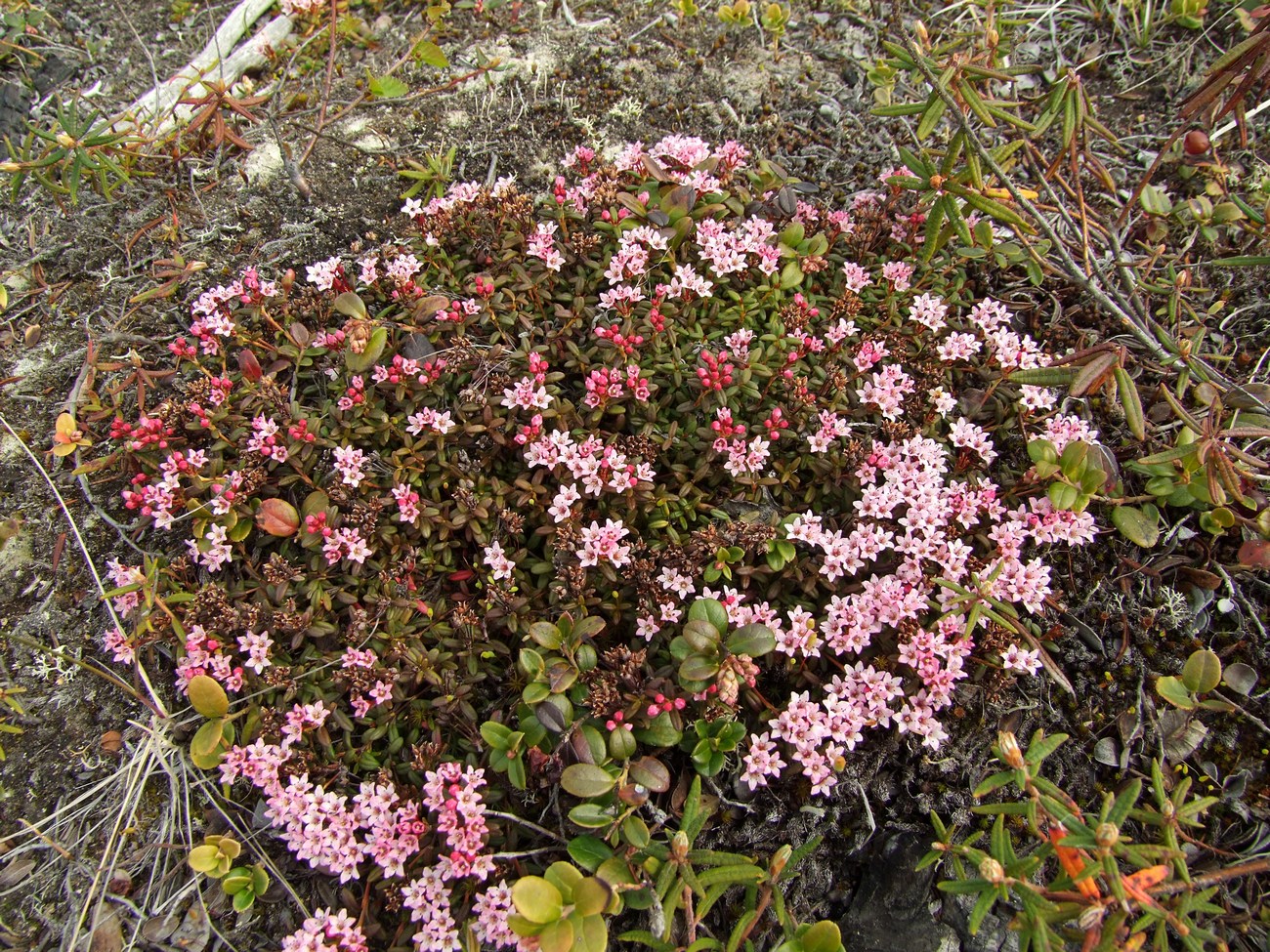 Изображение особи Loiseleuria procumbens.