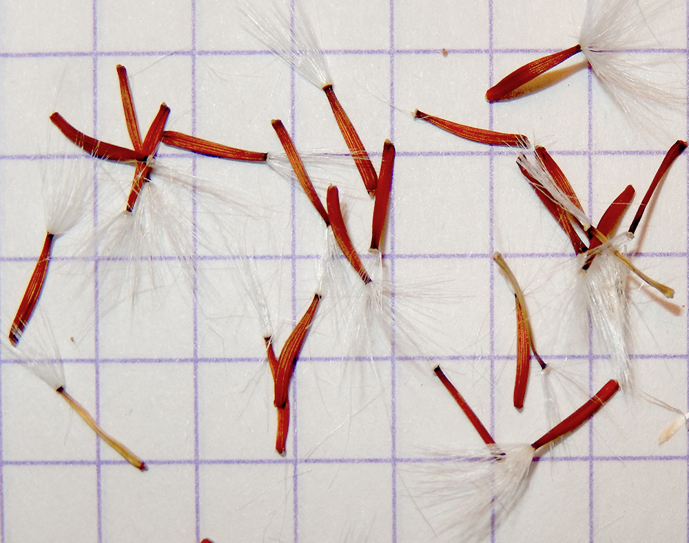 Image of Crepis pannonica specimen.