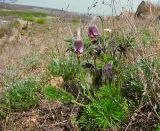 Pulsatilla bohemica