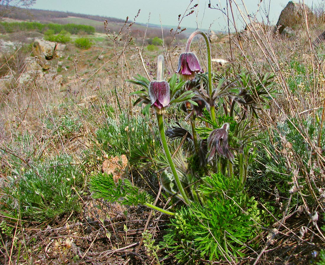 Image of Pulsatilla bohemica specimen.