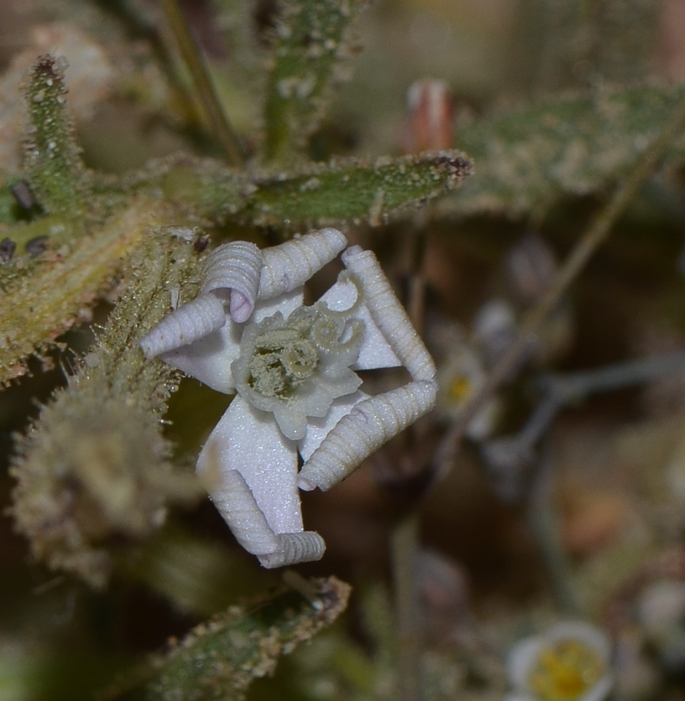 Image of Silene villosa specimen.