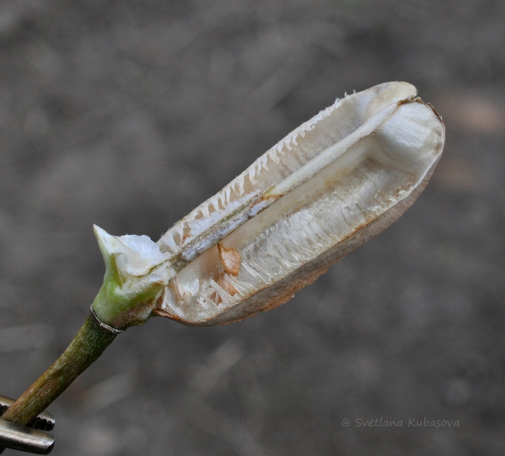 Изображение особи Fritillaria pallidiflora.