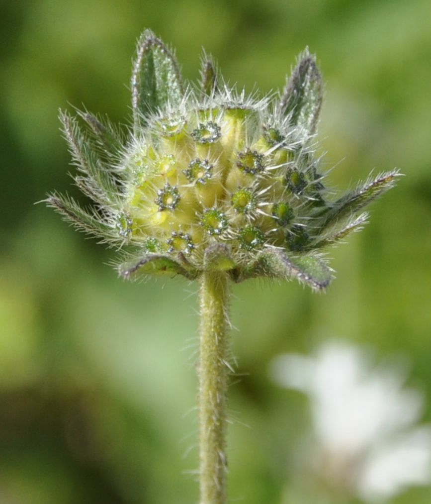 Image of Knautia ambigua specimen.