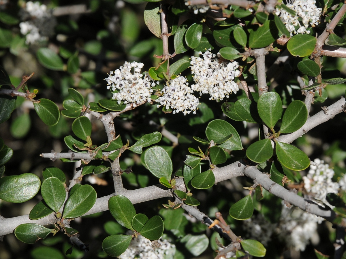 Image of Ceanothus cuneatus specimen.