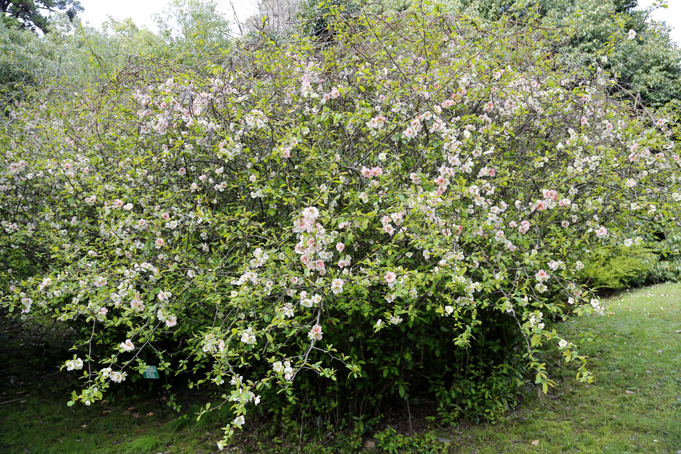 Image of Chaenomeles &times; vilmoriniana specimen.