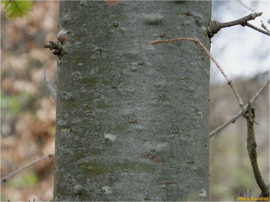 Изображение особи Pseudotsuga menziesii.