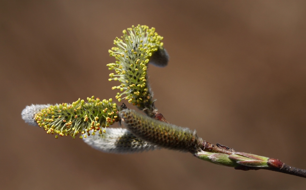 Изображение особи Salix siuzevii.