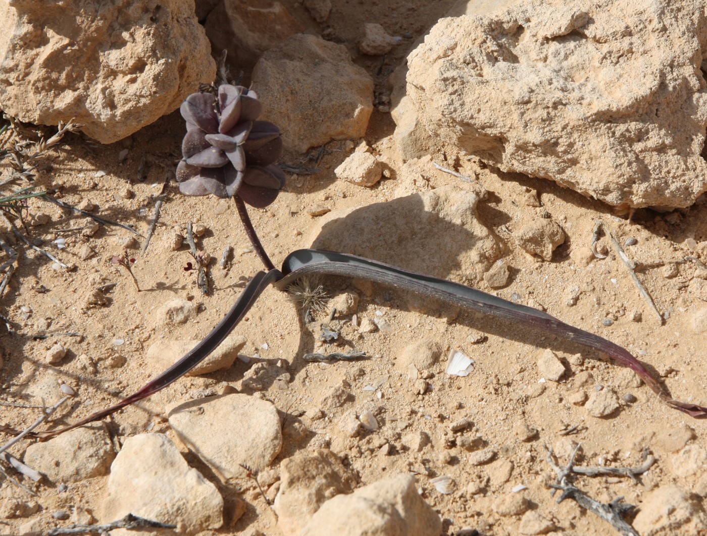Image of Bellevalia sessiliflora specimen.
