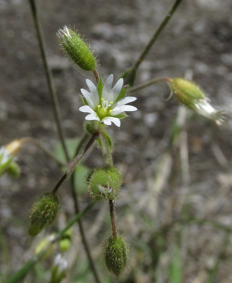 Изображение особи Cerastium holosteoides.