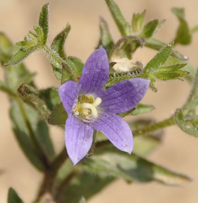 Image of Campanula scutellata specimen.
