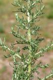 Artemisia serotina