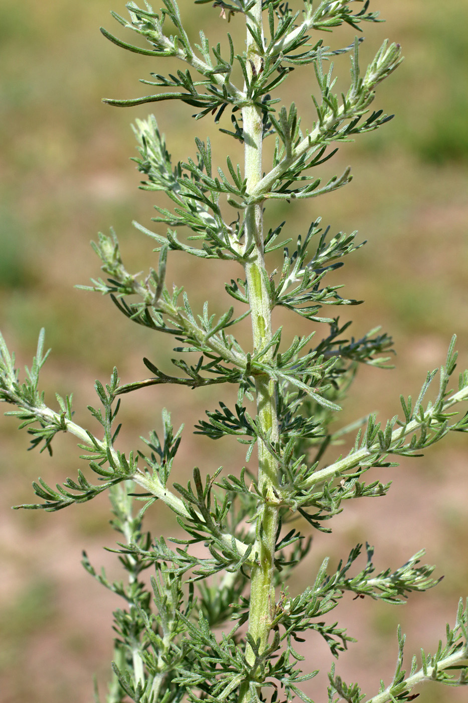 Изображение особи Artemisia serotina.