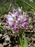 Orchis simia