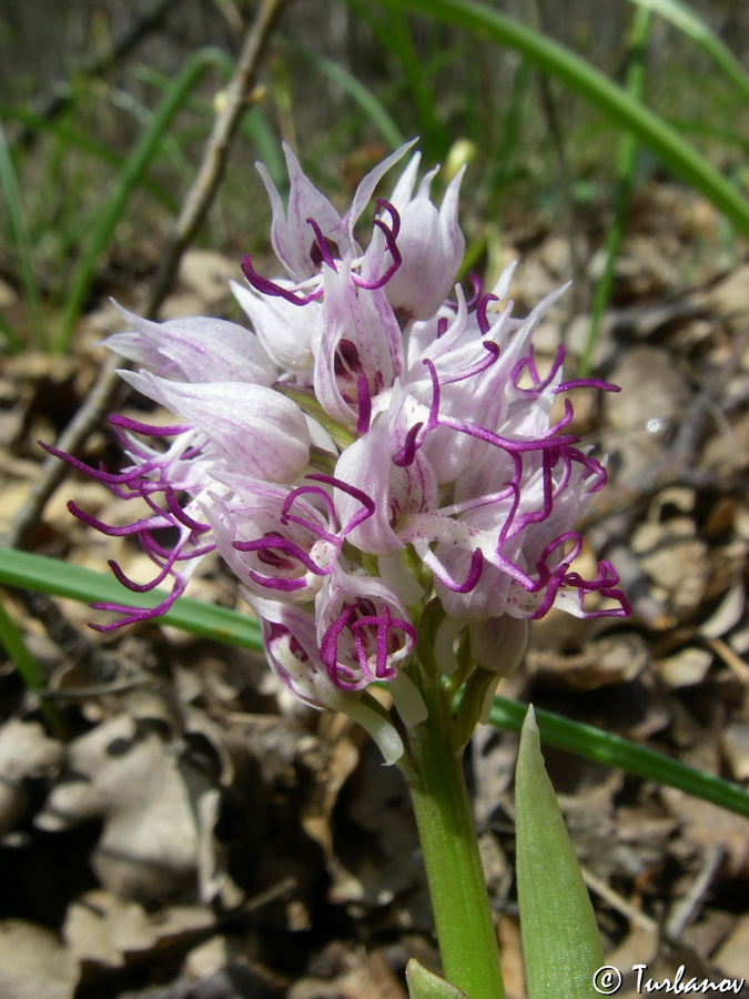 Изображение особи Orchis simia.