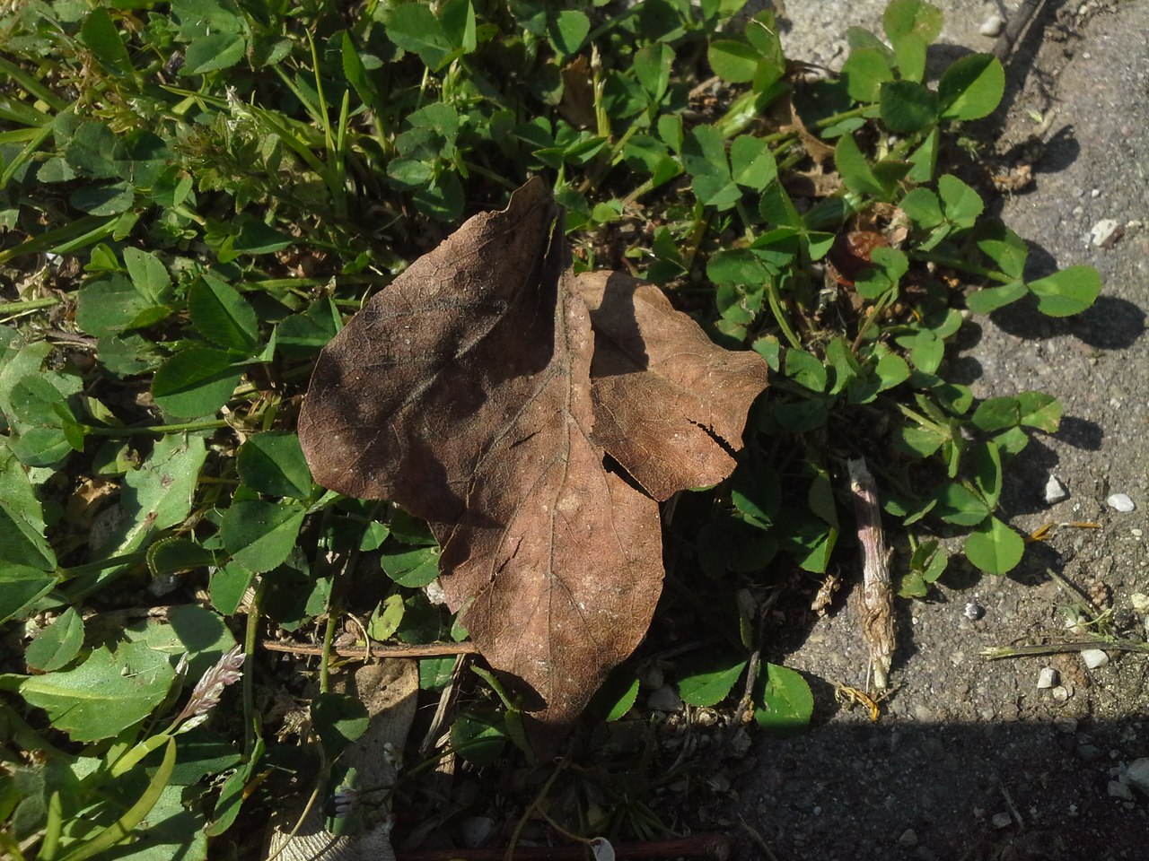 Image of genus Acer specimen.