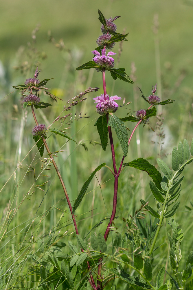 Изображение особи Phlomoides tuberosa.