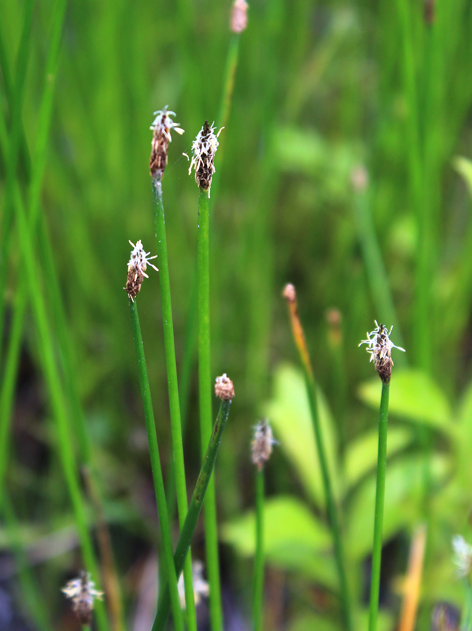 Изображение особи Eleocharis palustris.