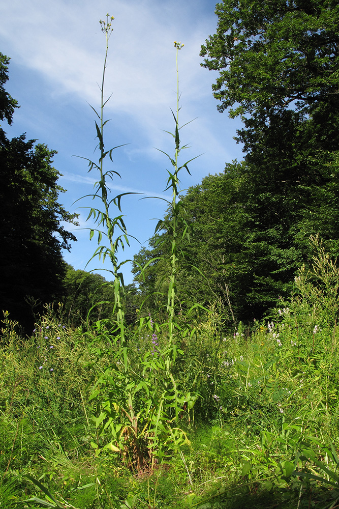 Image of Sonchus palustris specimen.