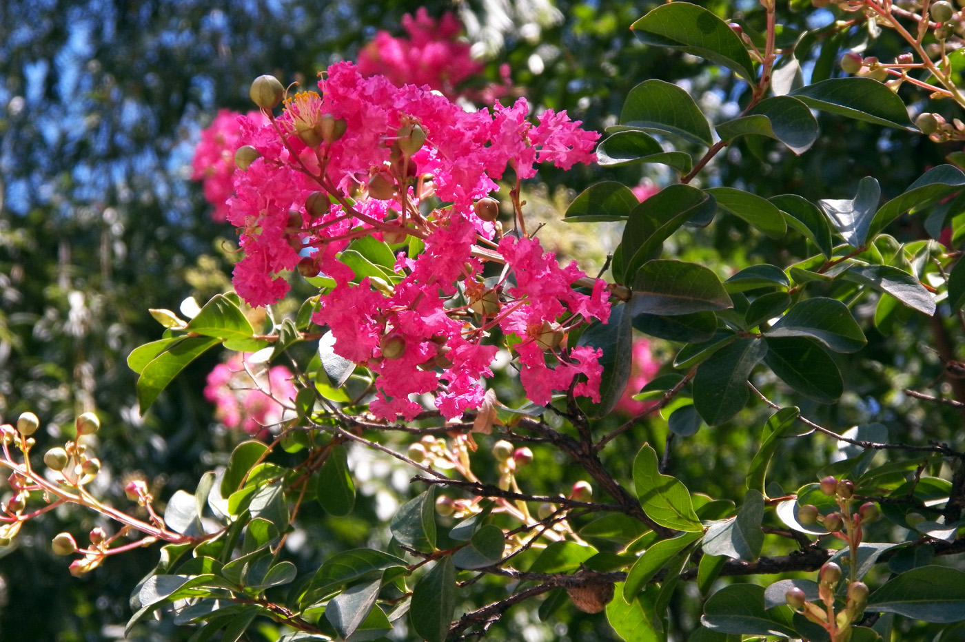 Изображение особи Lagerstroemia indica.