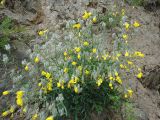 Youngia tenuifolia