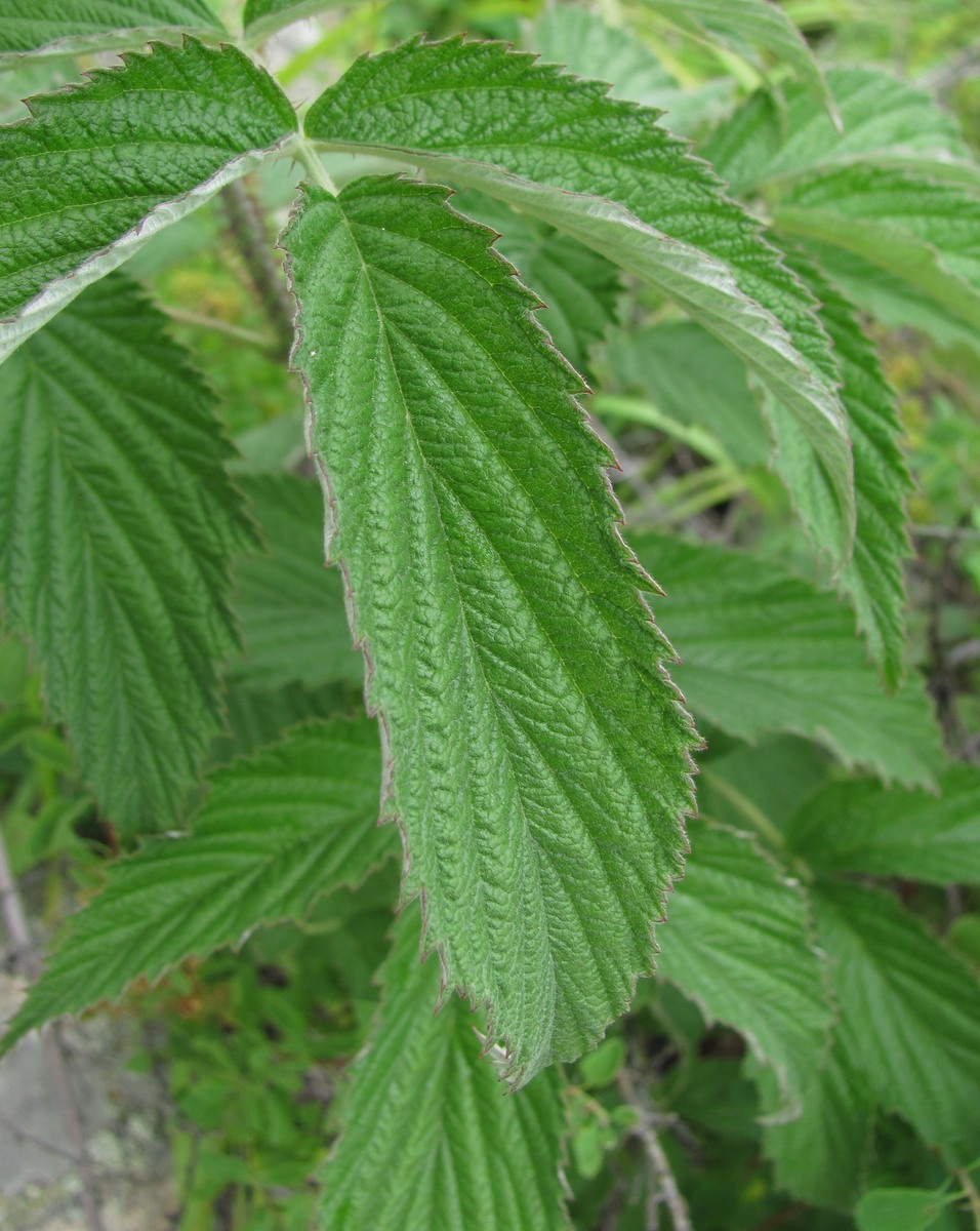 Изображение особи Rubus idaeus.