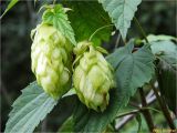 Humulus lupulus. Соплодия и листья. Украина, Ивано-Франковская обл., Долинский р-н, окр. г. Долина, необрабатываемый луг, разнотравье. 09.09.2017.