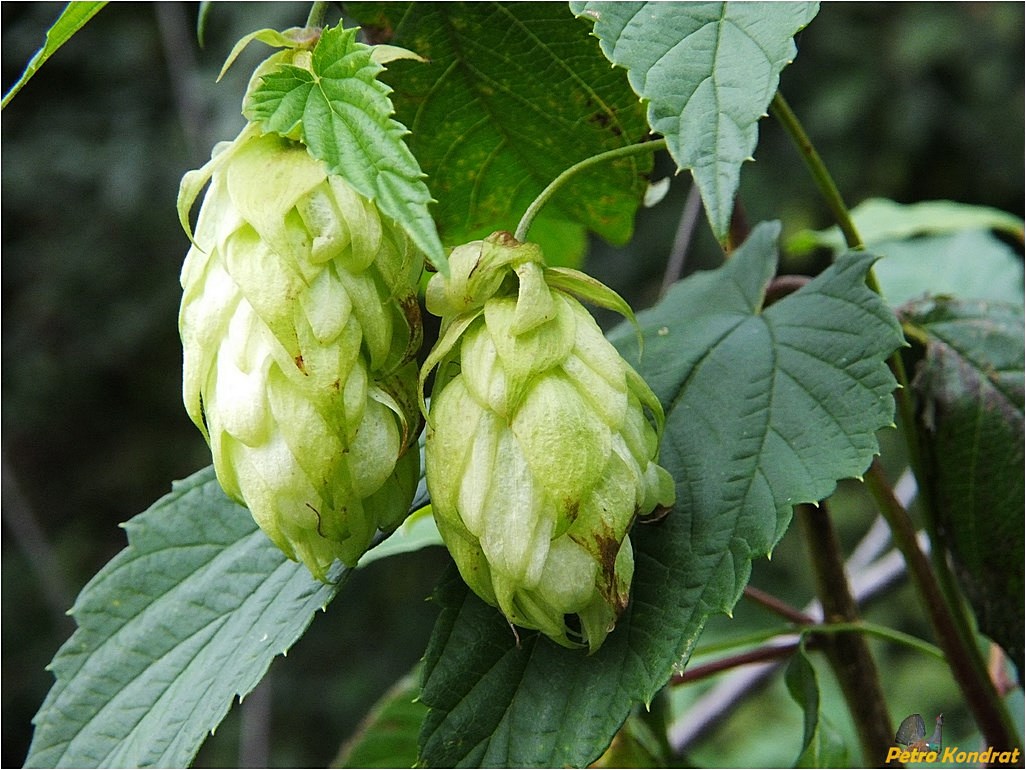 Изображение особи Humulus lupulus.