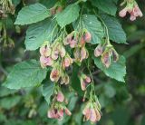 Acer tataricum