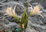 Pancratium maritimum