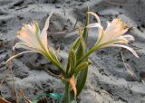 Pancratium maritimum. Соцветие с цветками и бутонами. Испания, автономное сообщество Галисия, провинция Понтеведра, г. Виго, пляж Samil, дюна. Июль.