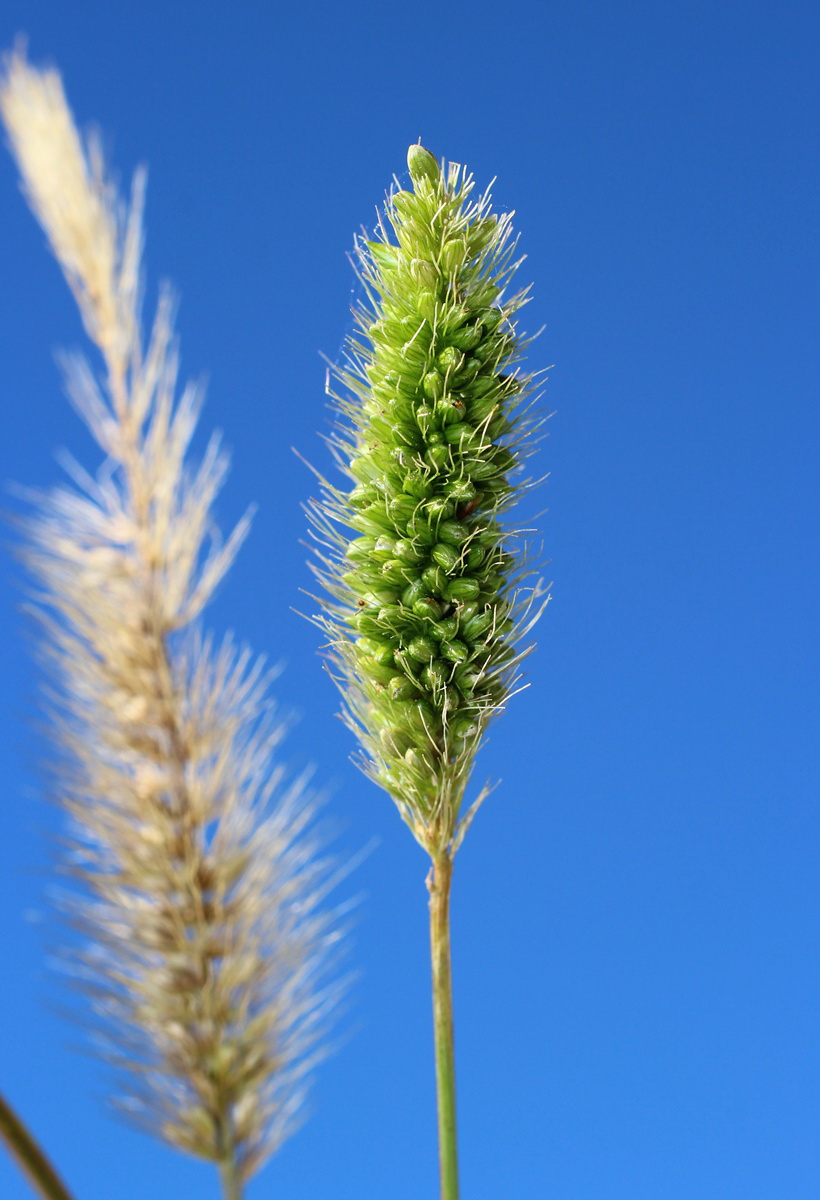 Изображение особи Setaria viridis.