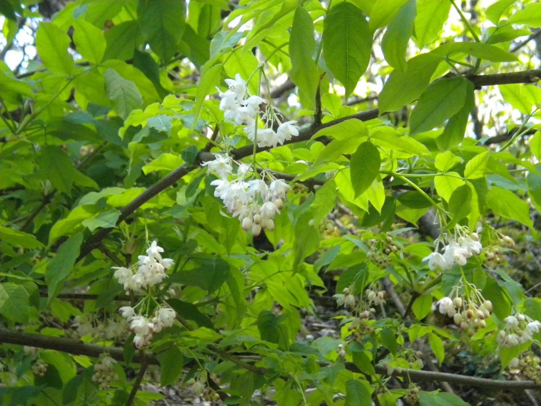 Изображение особи Staphylea pinnata.