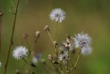 Crepis tectorum. Верхушка побега с соплодиями. Ленинградская обл., Всеволожский р-н, окр. дер. Лаппелово, очищенная от деревьев полоса между ж.-д. путями и смешанным лесом. 14.08.2017.