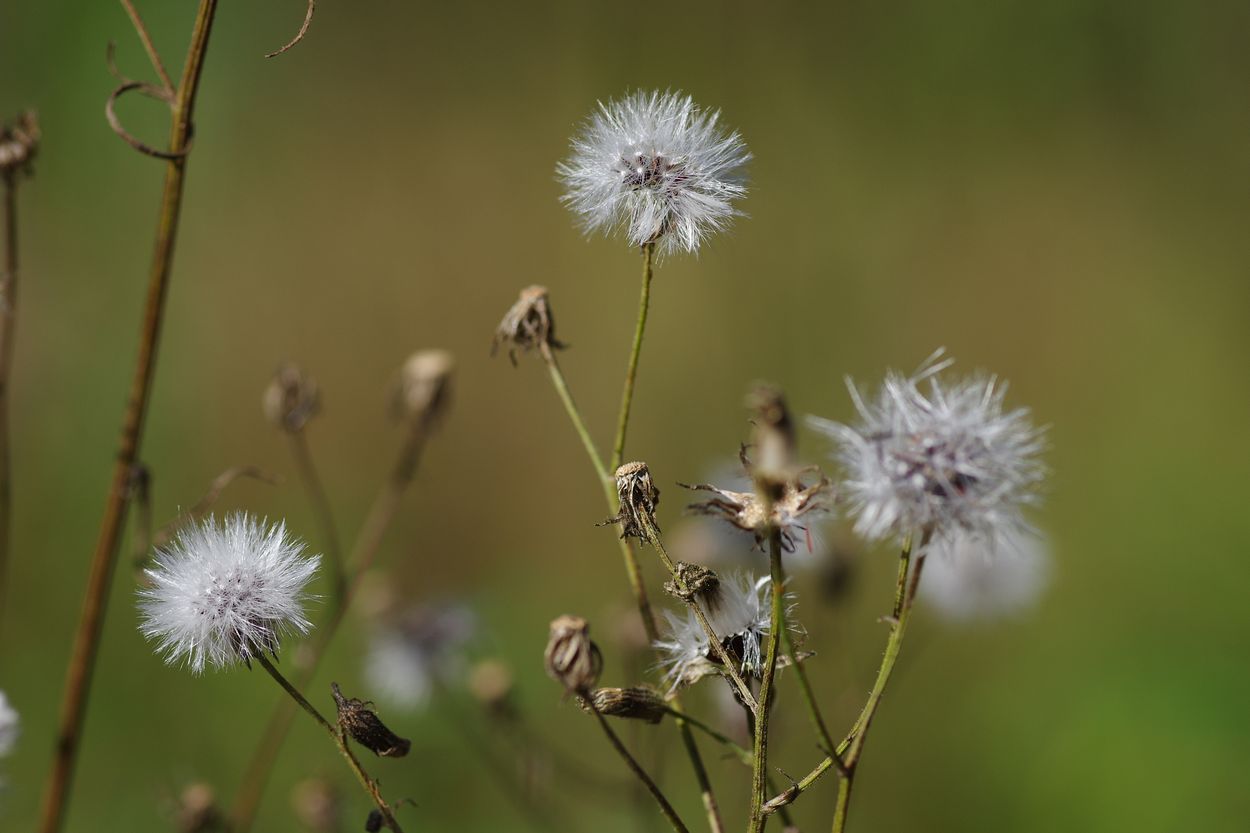 Изображение особи Crepis tectorum.