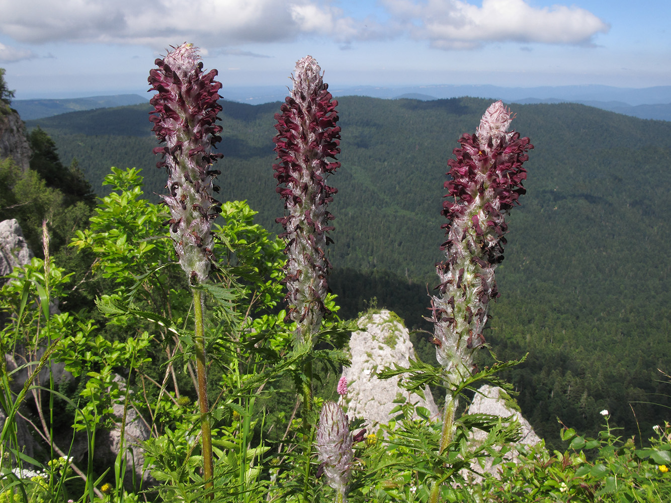 Image of Pedicularis atropurpurea specimen.