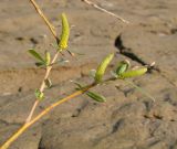 Salix alba. Расцветающая веточка, принесённая рекой. Краснодарский край, г. Усть-Лабинск, сезонная отмель реки Кубань. 21.10.2017.