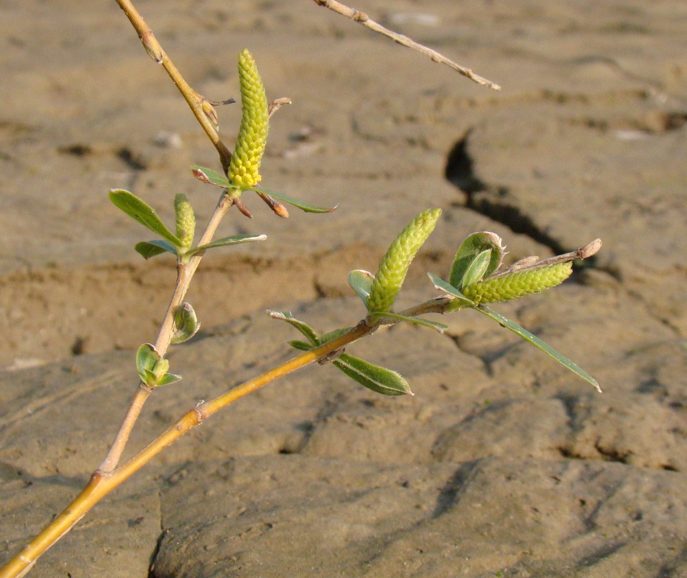 Изображение особи Salix alba.