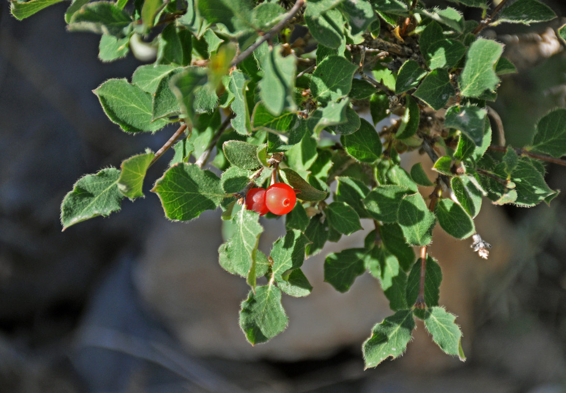 Изображение особи Lonicera altmannii.