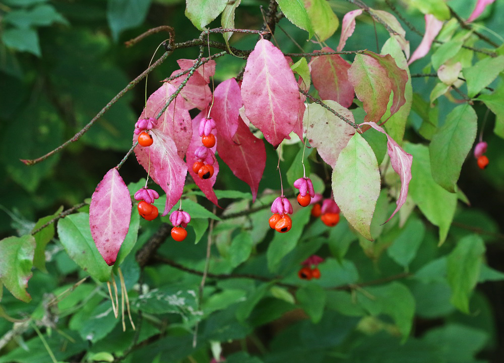 Изображение особи Euonymus verrucosus.