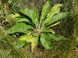 Verbascum lychnitis