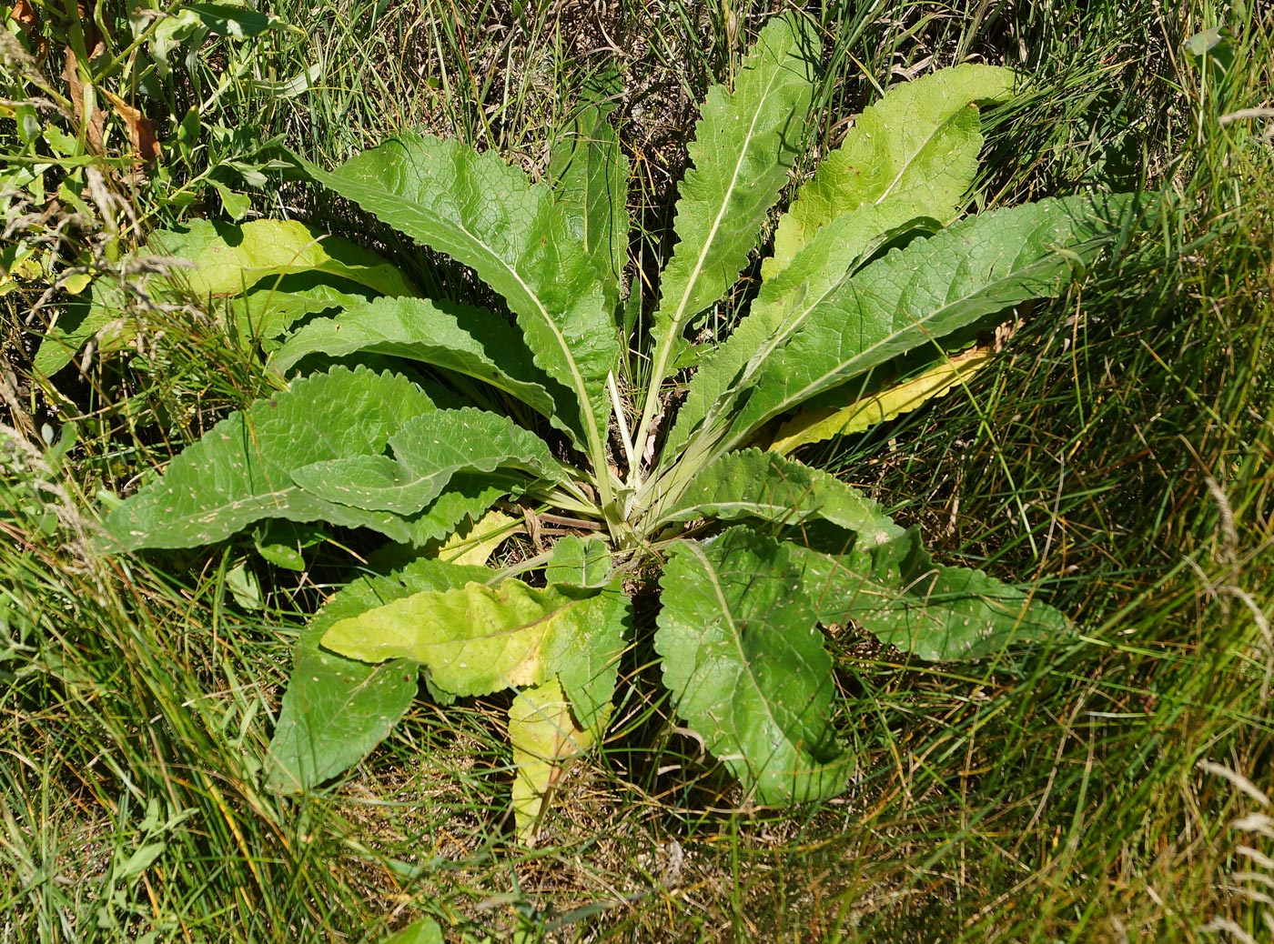 Image of Verbascum lychnitis specimen.