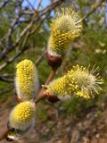 Salix caprea