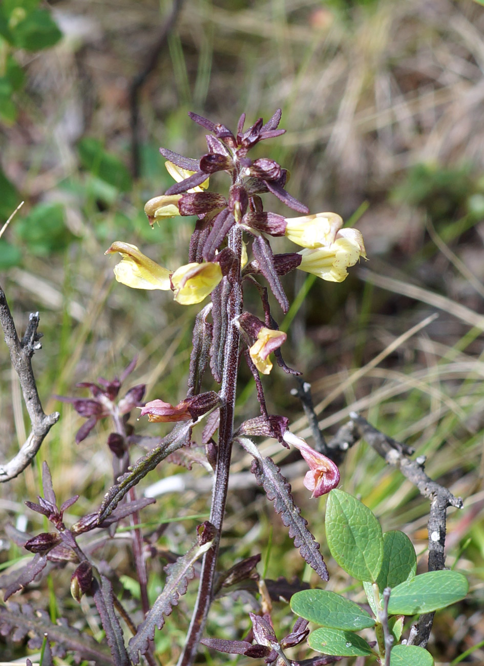 Изображение особи Pedicularis labradorica.