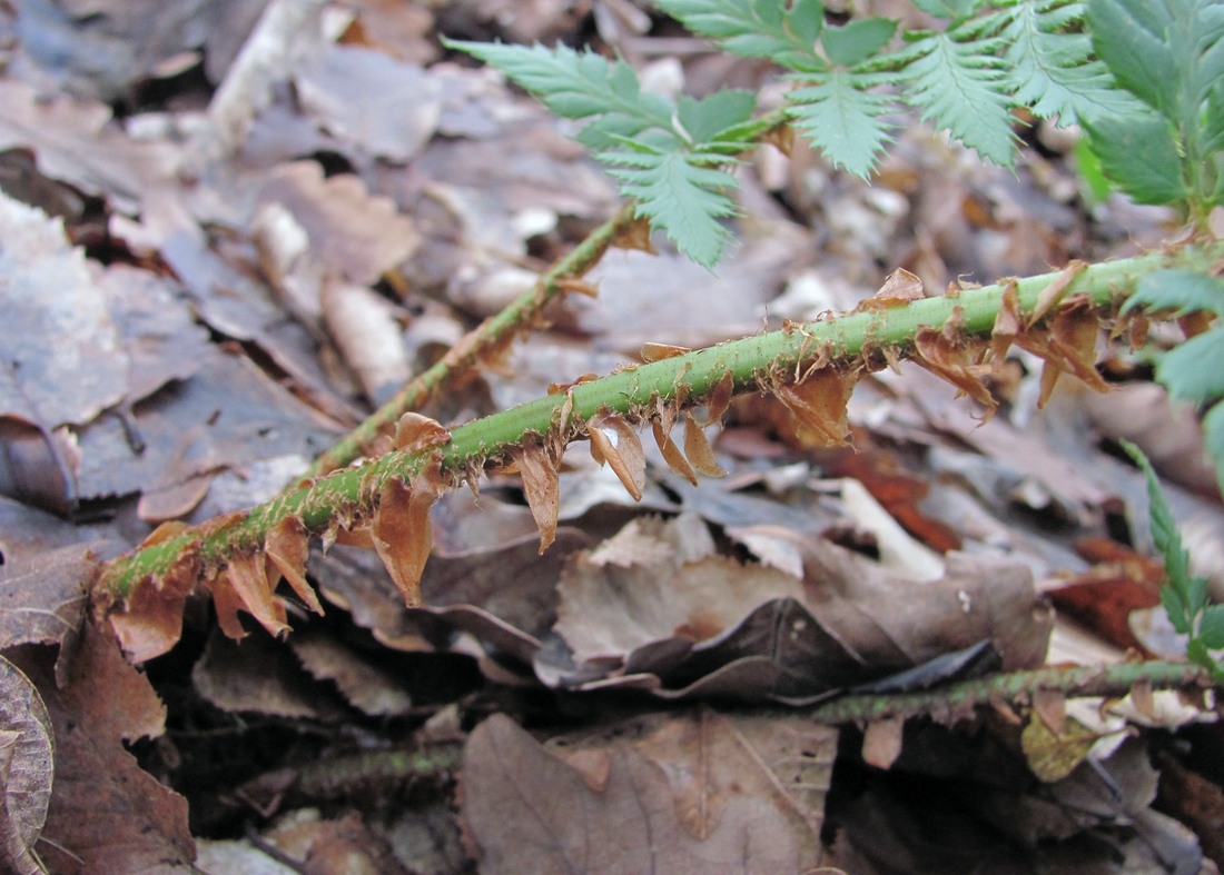 Image of Polystichum aculeatum specimen.